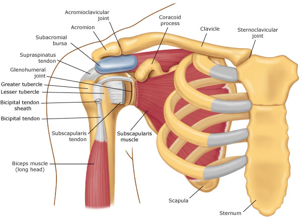 Image result for shoulder anatomy